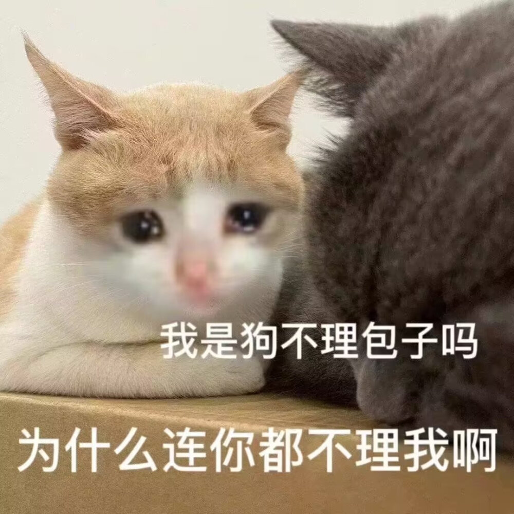 猫猫表情包