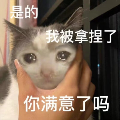 猫猫表情包