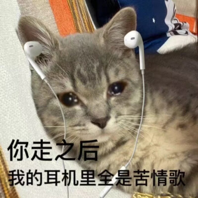 猫猫表情包