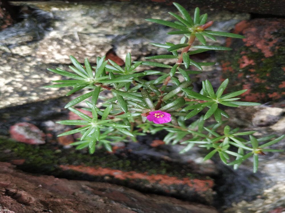 植物