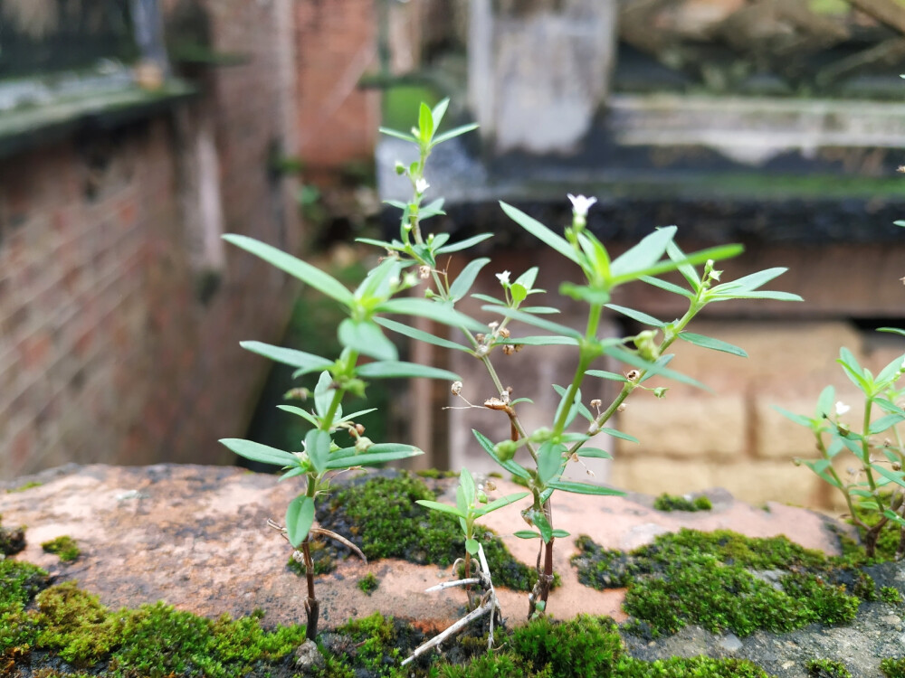 植物