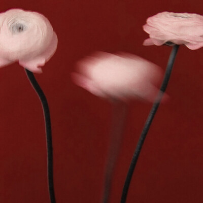 *少女没有乌托邦
-张予曦