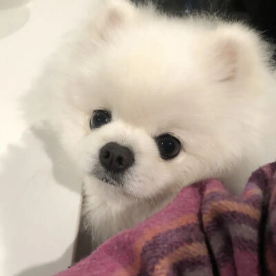 小可爱们