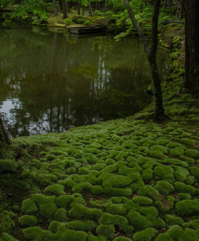 日本 京都 西芳寺（苔寺） 