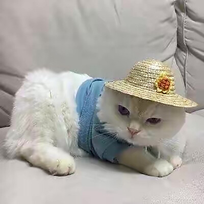 搞怪猫咪 可爱