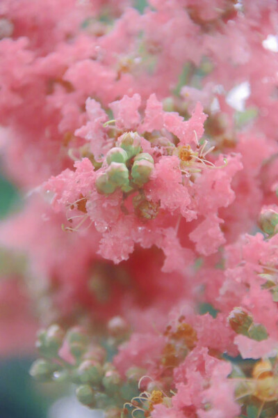 雨中柔粉紫薇｜独占芳菲当夏景，不将颜色托春风 ​
摄影师@言笑晏晏_Smile