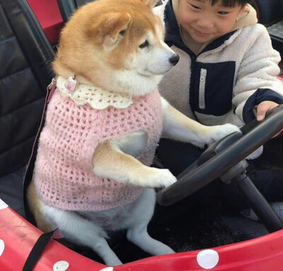 柴犬