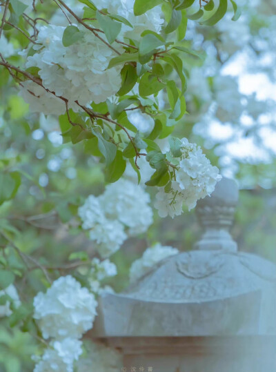 正是江南好风景，落花时节又逢君
cr：沈伶书