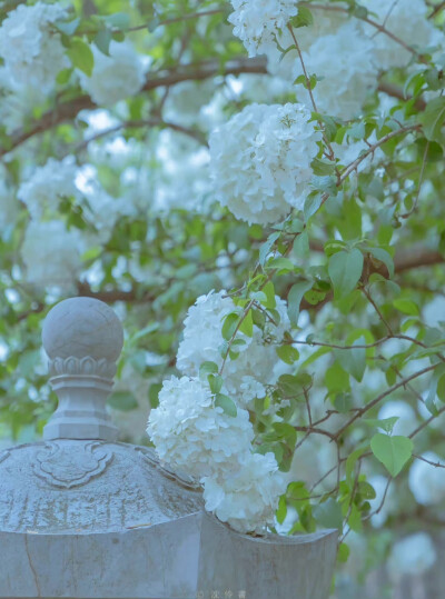 正是江南好风景，落花时节又逢君
cr：沈伶书