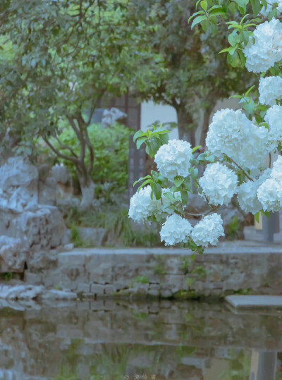 正是江南好风景，落花时节又逢君
cr：沈伶书