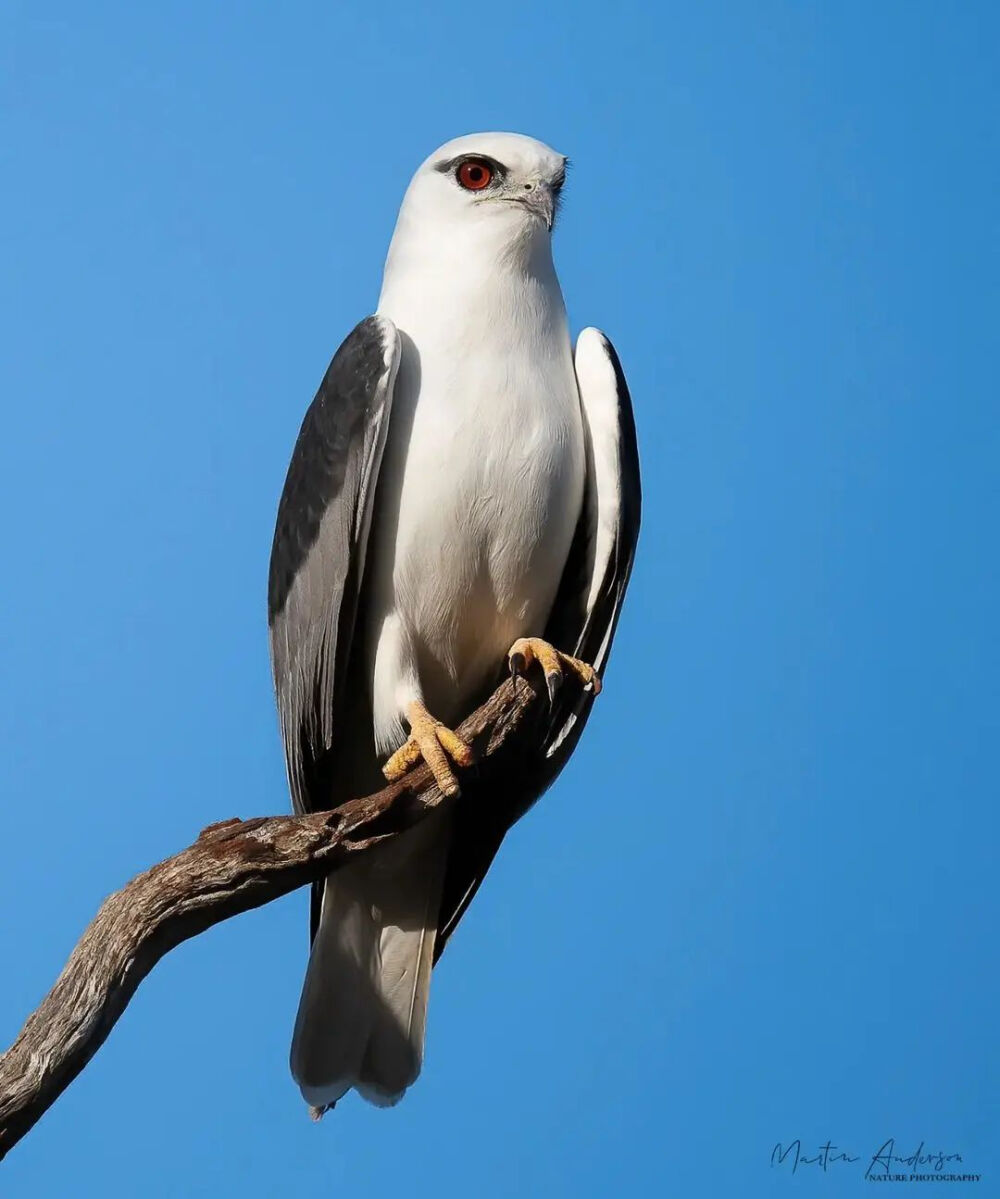 Black Shouldered Kite 黑翅鸢 学名Elanus axillaris 