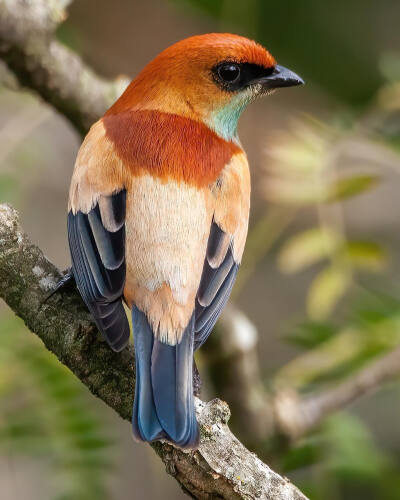 Chestnut-backed Tanager 栗背唐加拉雀 潘帕斯草原 阿根廷 