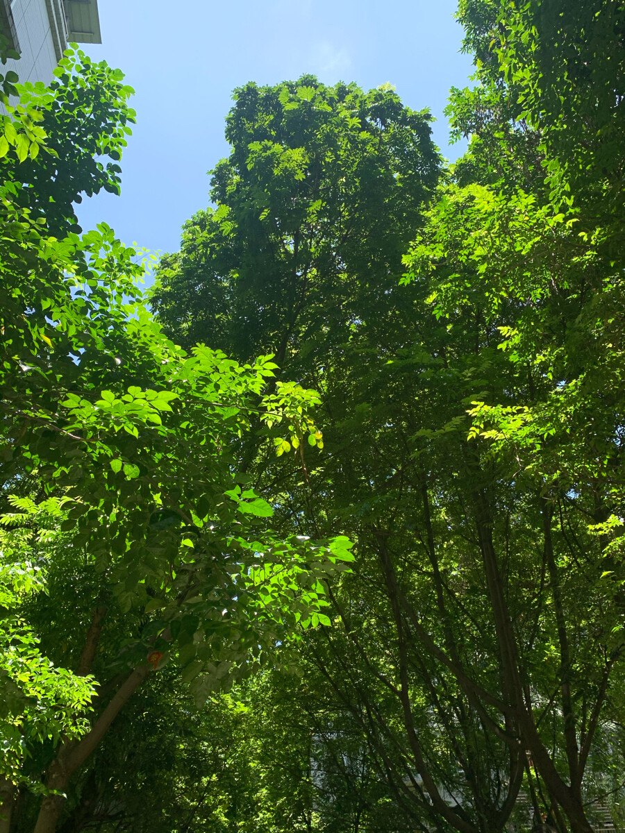 刚开始住的时候我记得高度还没到我们家，那时候我还丢了50块钱急的在小区到处找。现在已经长得比顶楼还高了。秋天的时候落叶满地，走一走就把脚埋住，希望阿姨永远也不要打扫