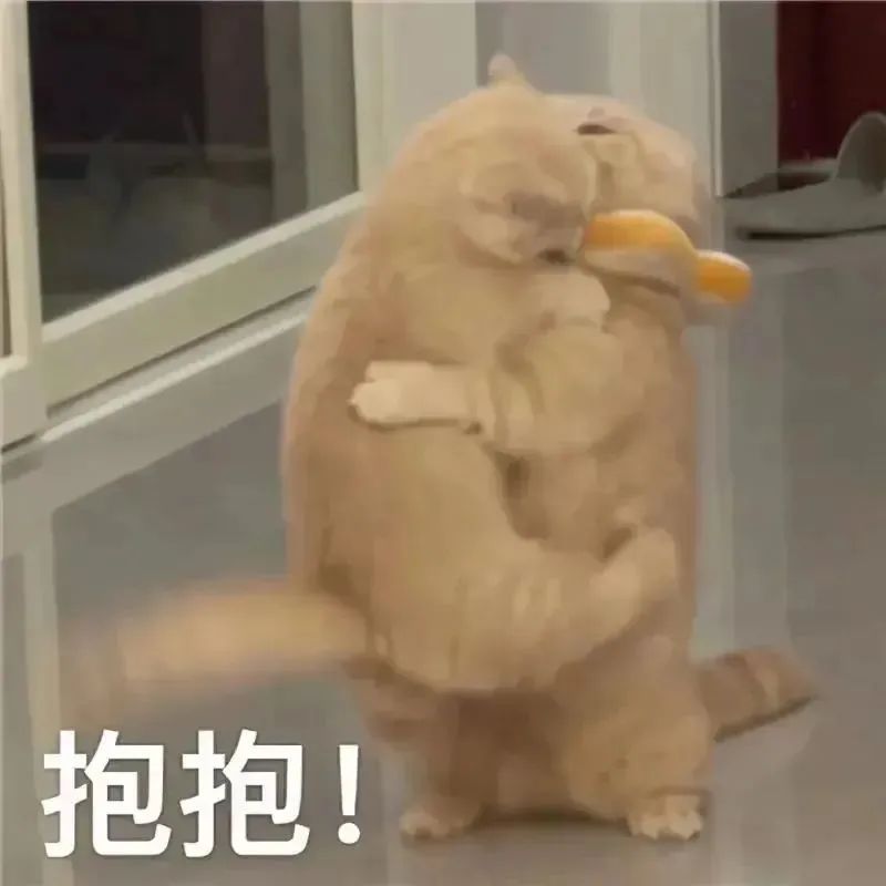 猫咪表情包