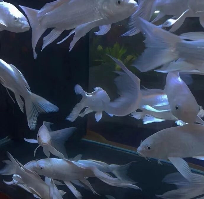  “小狗不能没人陪 我也不能”