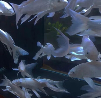  “小狗不能没人陪 我也不能”