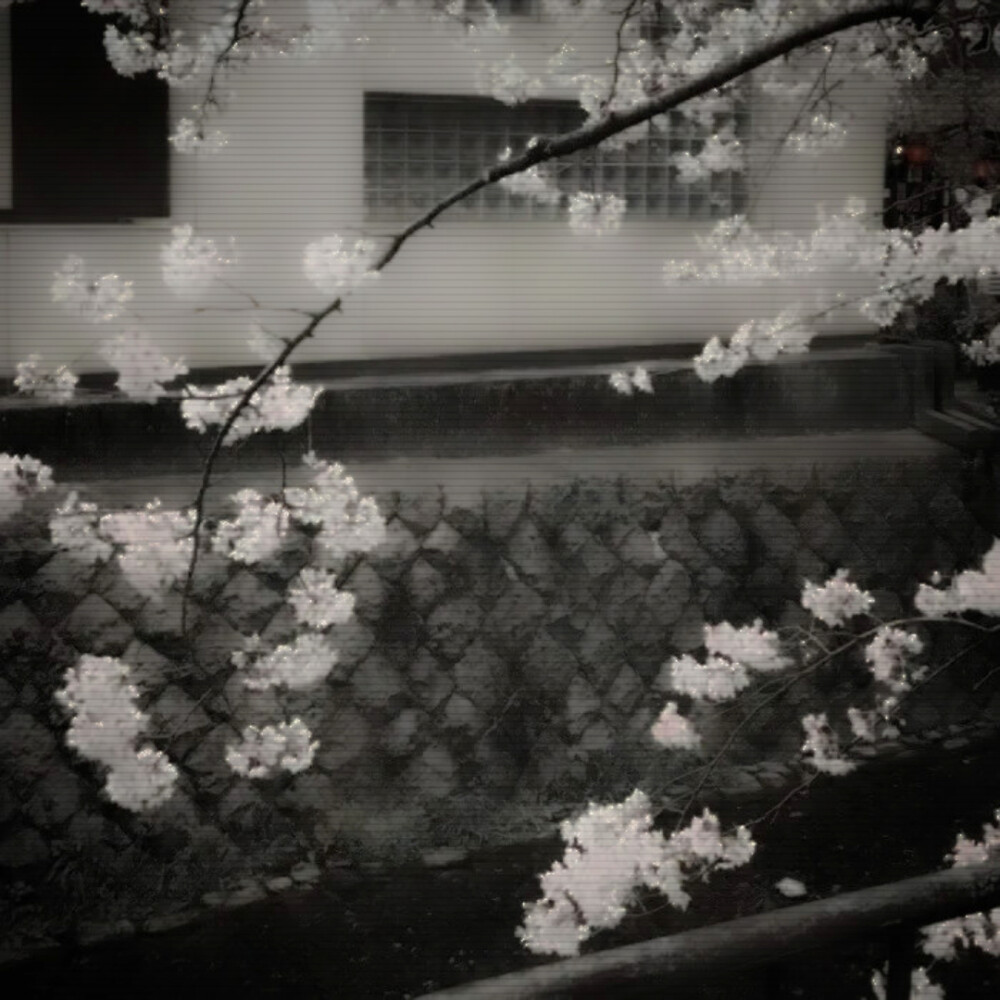  Sakura ice cream（樱花树下有个约会）