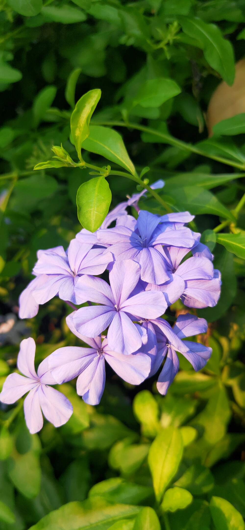 蓝雪花