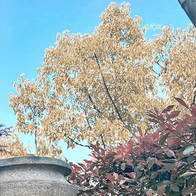 “在不在你心里都无所谓”
©鞠婧祎
