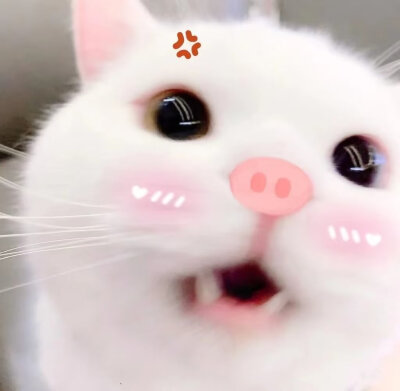 猫猫头像