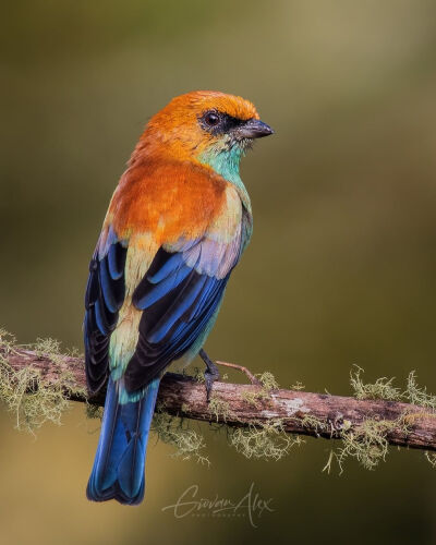 栗背唐加拉雀 Chestnut-backed Tanager 巴西 