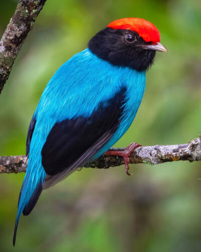 燕尾娇鹟 Swallow-tailed Manakin 学名 Chiroxiphia caudata 