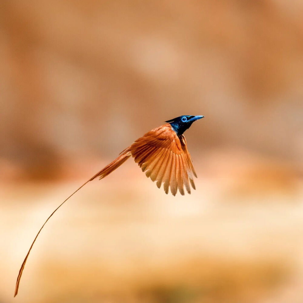 印度寿带鸟 Indian Paradise Flycatcher 学名 Terpsiphone paradisi 