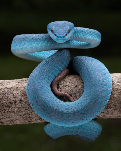 竹叶青 Blue Insularis 蛇 蝰科