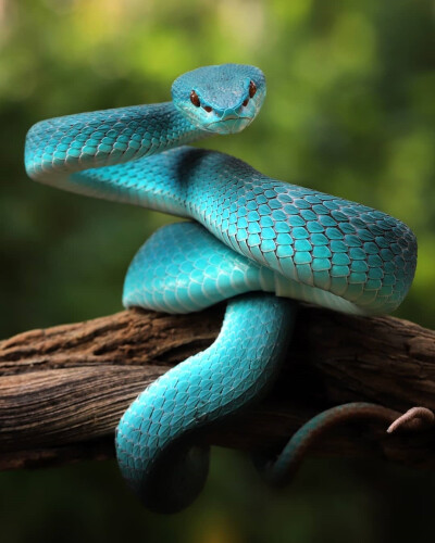 竹叶青 Blue Insularis 蛇 蝰科
