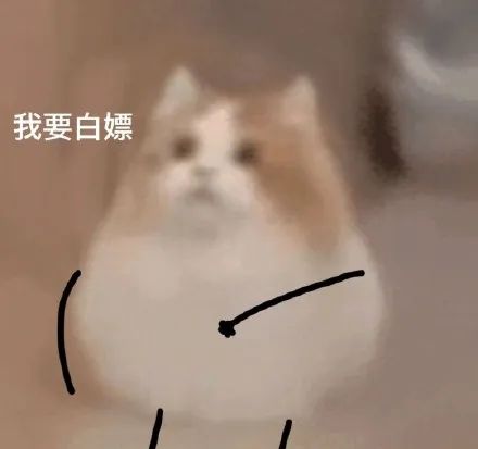 猫猫小表情