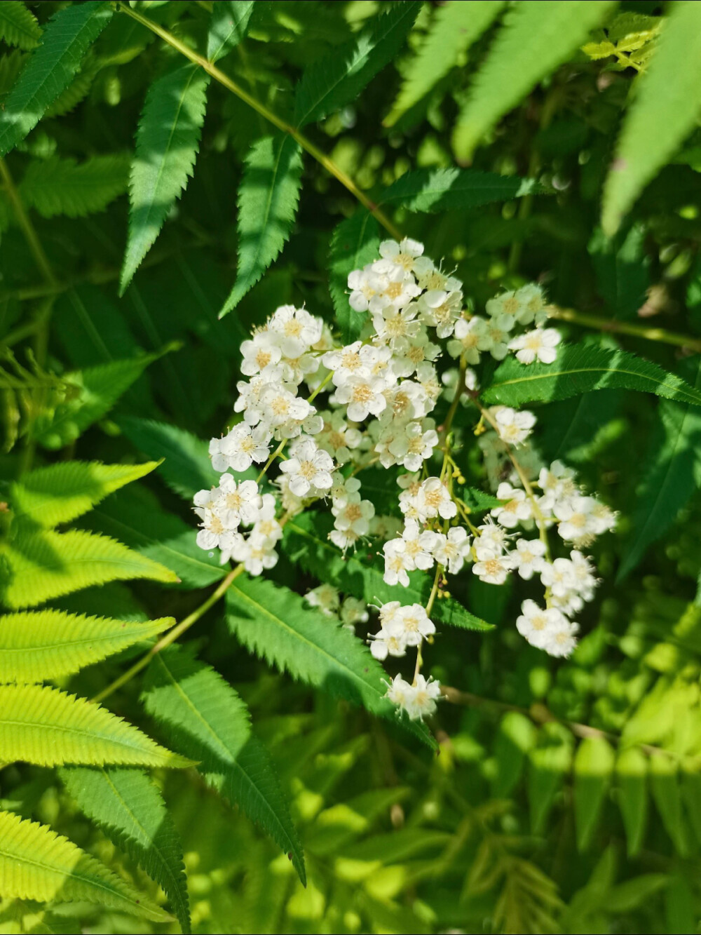 花花世界