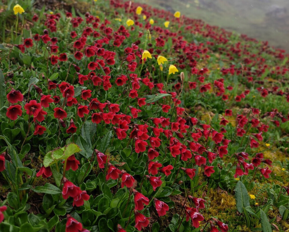 暗红紫晶报春