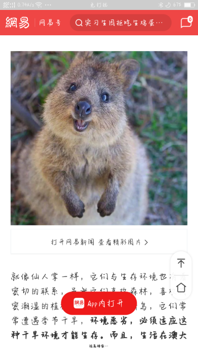 澳大利亚短尾矮袋鼠