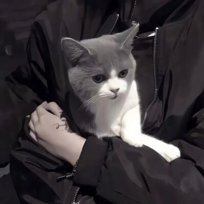 猫猫情侣头像 优质情头