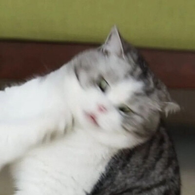 猫猫情侣头像 优质情头