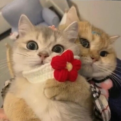 猫猫情侣头像 优质情头