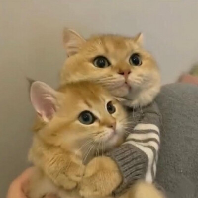 猫猫情侣头像 优质情头