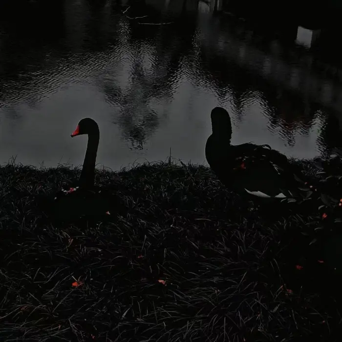 穿过旷野 归来之时已变倾斜