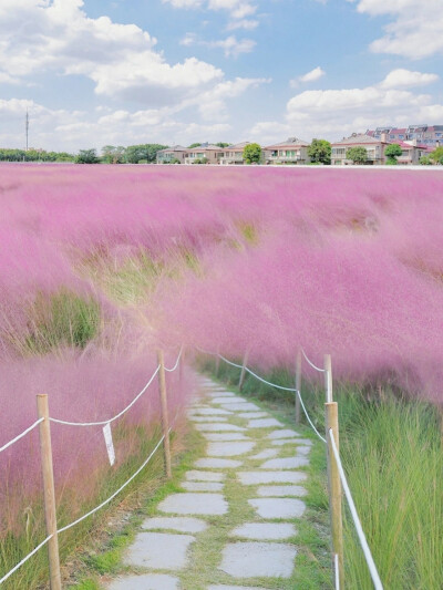 粉色蒲公英