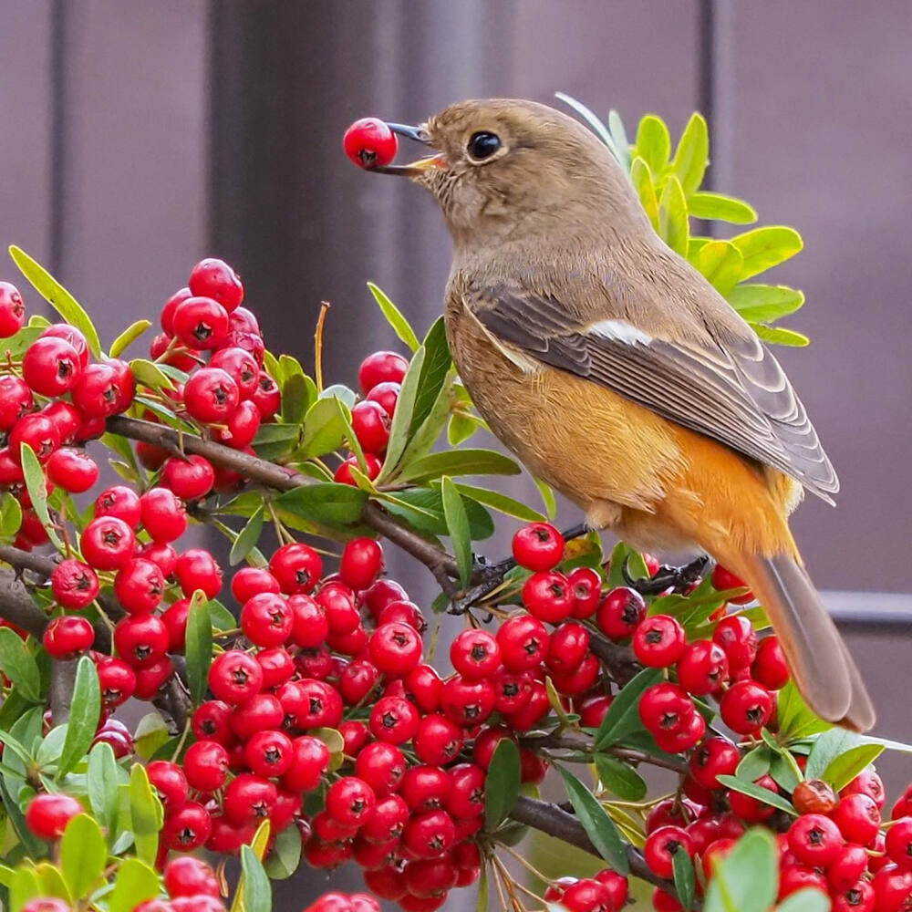 北紅尾鴝 Daurian Redstart 灰頂茶鴝 學名 Phoenicurus auroreu 火棘 Pyracantha 常磐山査子 