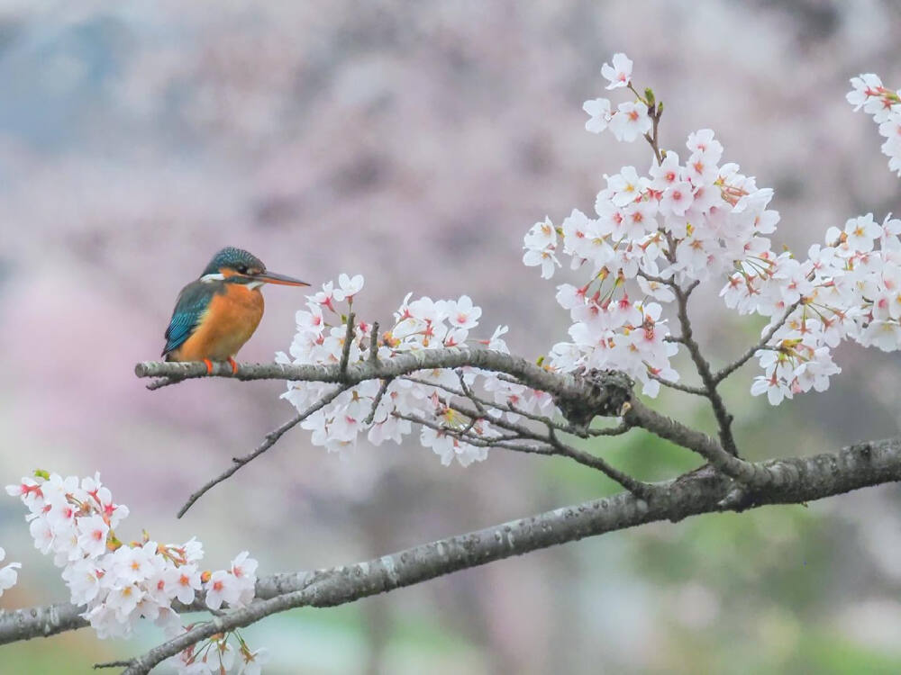 翠鸟 kingfisher カワセミ 樱花 