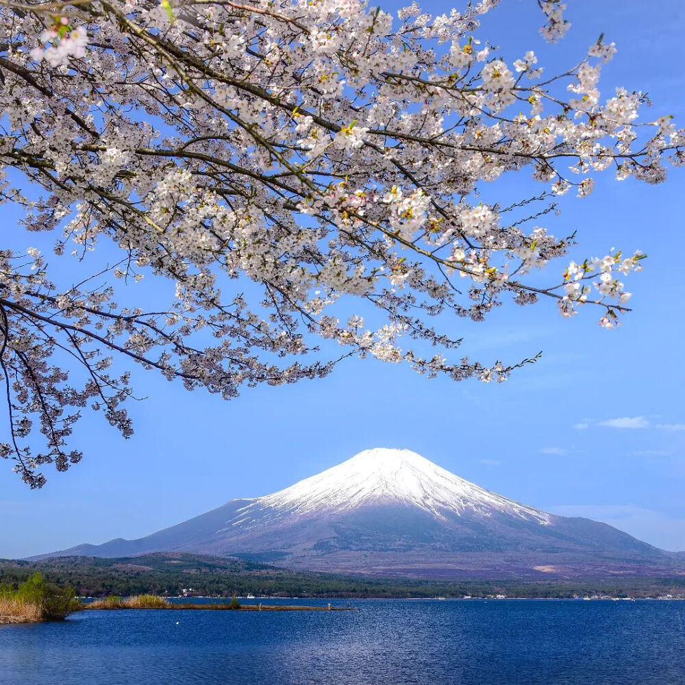 日本 富士山 朝撮影の桜と富士山 