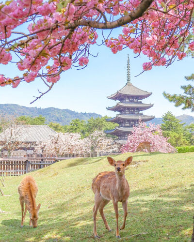 日本 奈良県 奈良公園 八重桜と五重塔と鹿