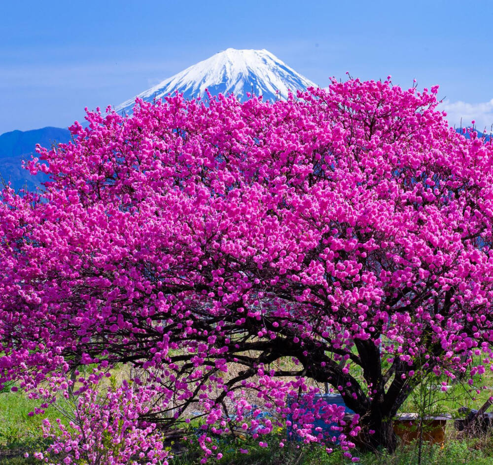 日本 山梨県 花桃と富士山 