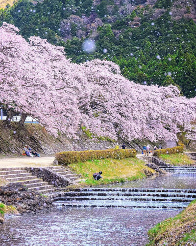 日本 滋賀県 甲賀 鮎河千本桜 
