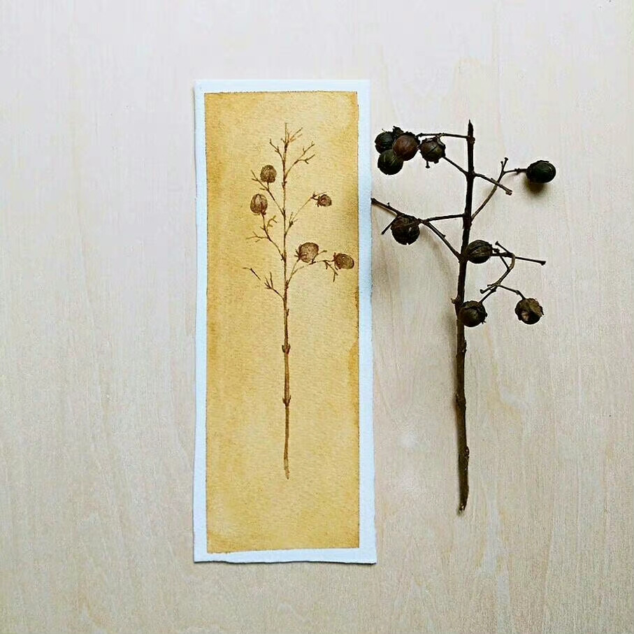 植物绘，插画师cloveryiyiz