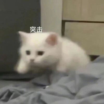 可爱猫咪表情包