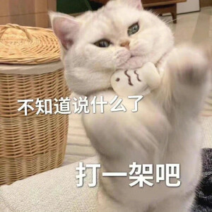 可爱猫咪表情包