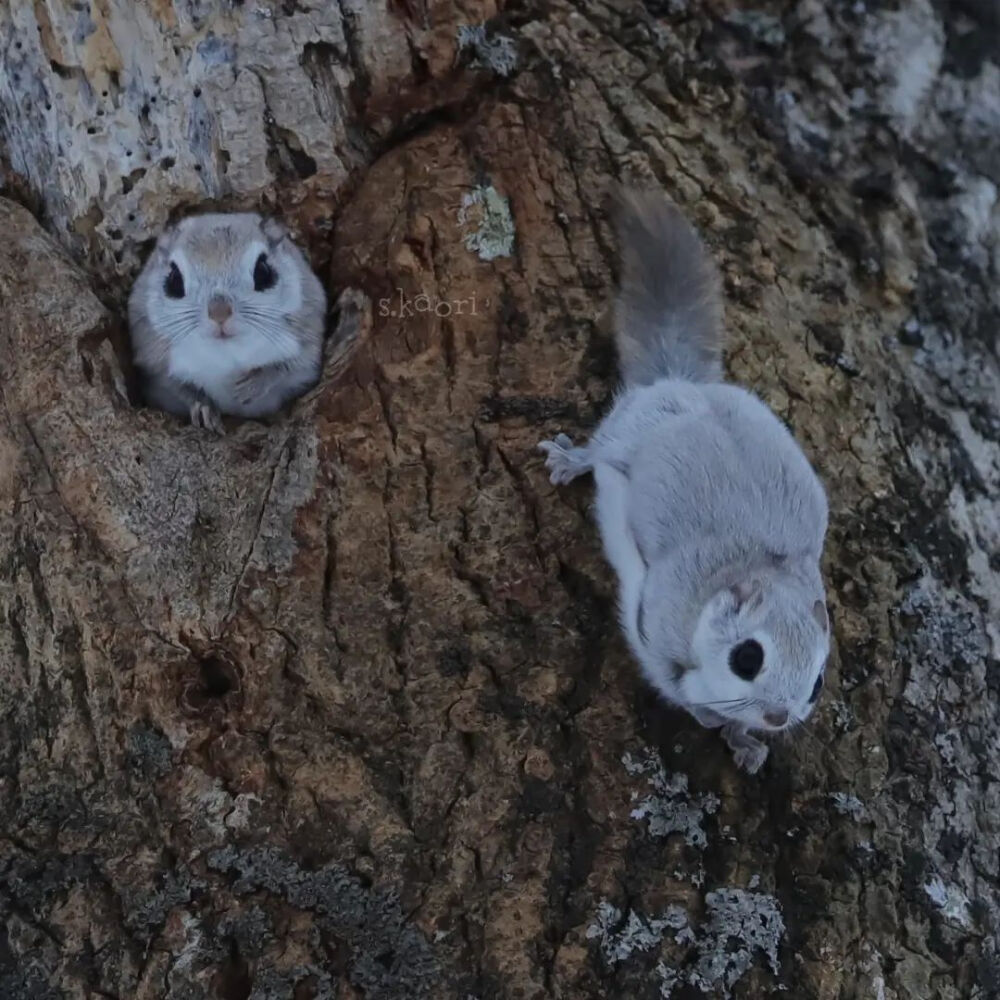 北海道飞鼠 蝦夷鼯鼠 エゾモモンガ flyingsquirrel アッカムイ 東北方言 めんこい~ （かわいい） 可愛い！