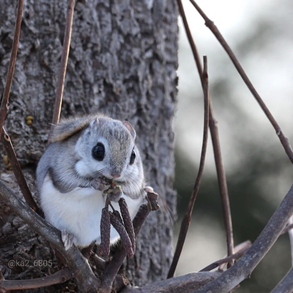 北海道飞鼠 蝦夷鼯鼠 エゾモモンガ flyingsquirrel アッカムイ 東北方言 めんこい~ （かわいい） 可愛い！